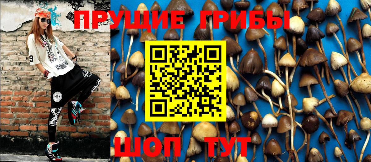 Псилоцибиновые грибы Psilocybine cubensis Нижний Тагил